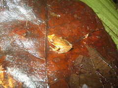 Pristimantis colomai