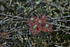 Drosera roseana