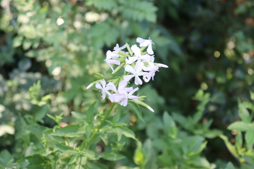 common soapwort