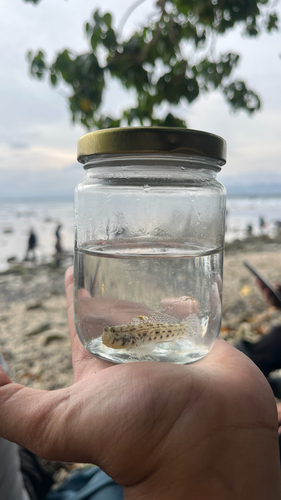 Istigobius ornatus
