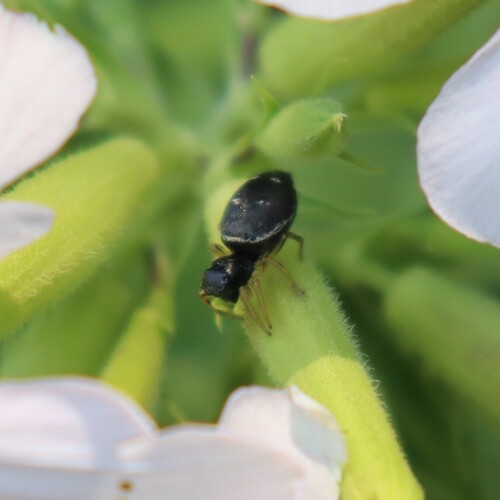 Heliophanus flavipes
