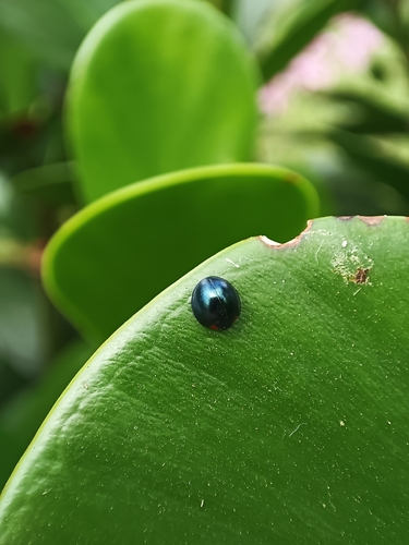 Metallic Blue Lady Beetle