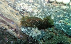 Dendrodoris fumata