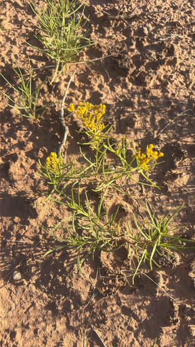 Threadleaf Glowwort