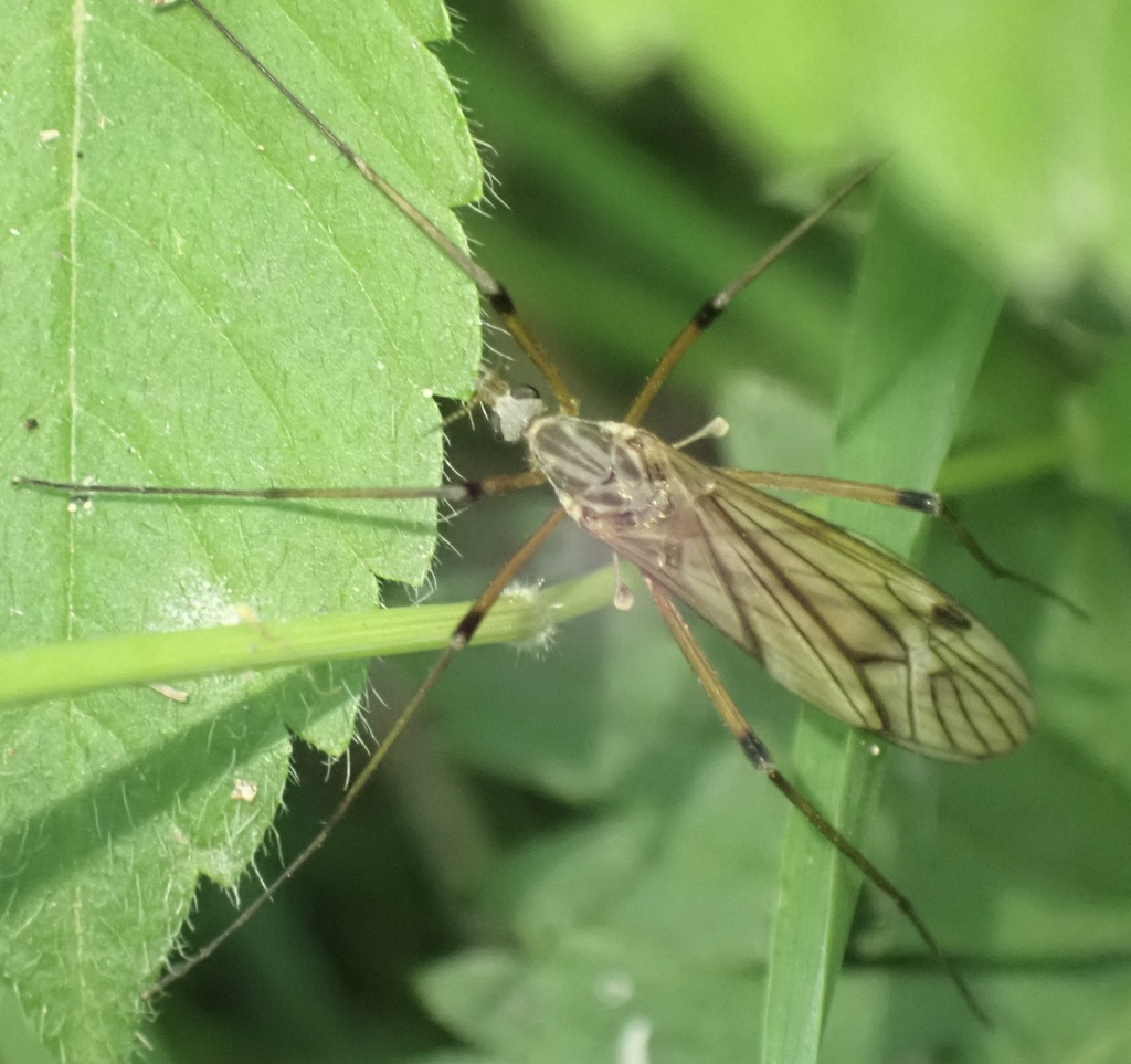 Tipula variicornis