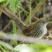 North Island Fernbird - Photo (c) Jacqui Geux, some rights reserved (CC BY), uploaded by Jacqui Geux