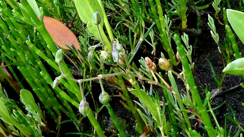 Spergularia media, photograph 4