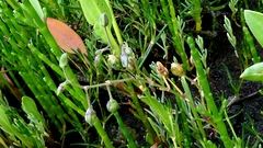 Spergularia media, photograph author not stated, no rights reserved