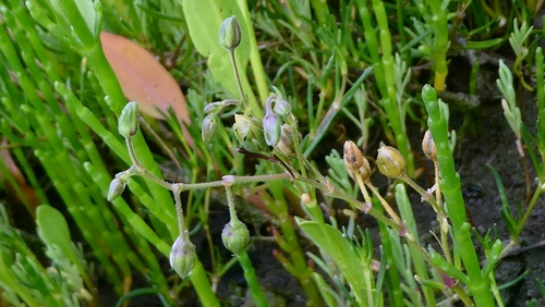 Spergularia media, photograph 5