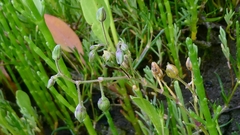 Spergularia media, photograph author not stated, no rights reserved