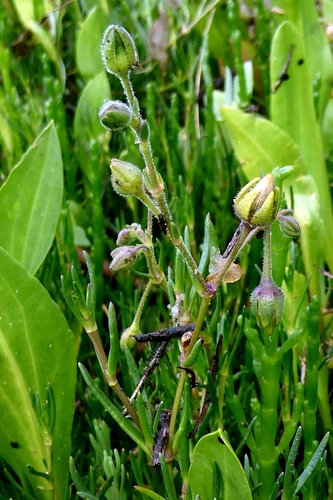 Spergularia media, photograph 6