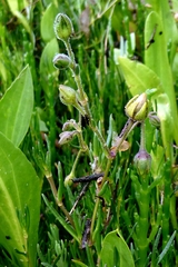 Spergularia media, photograph author not stated, no rights reserved
