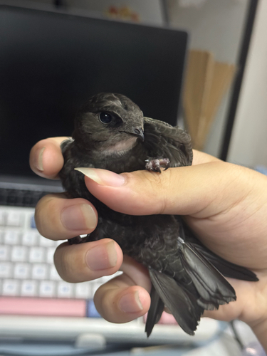 House Swift