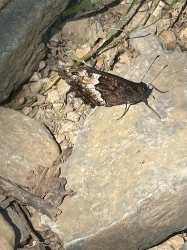 Woodland Grayling