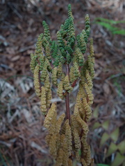 Osmunda japonica