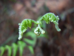 Pteridium revolutum
