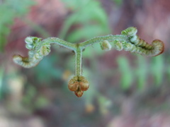 Pteridium revolutum
