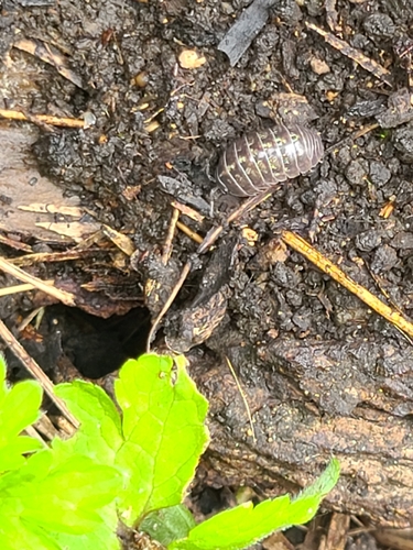 Common Pill Woodlouse