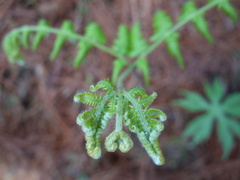 Pteridium revolutum