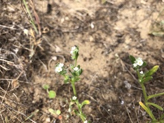 Cryptantha leiocarpa