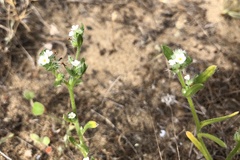 Cryptantha leiocarpa