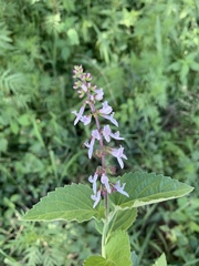 Orthosiphon suffrutescens