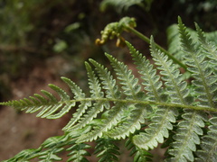 Pteridium revolutum