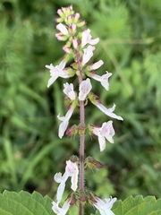 Orthosiphon suffrutescens