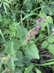 Orthosiphon suffrutescens