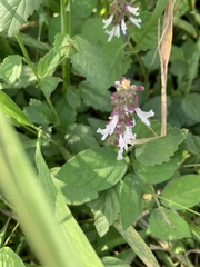 Orthosiphon suffrutescens