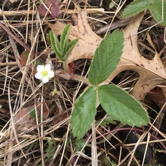 Fragaria virginiana grayana