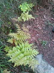 Osmunda japonica