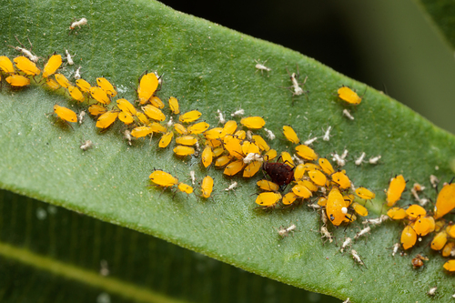 Oleander Aphid