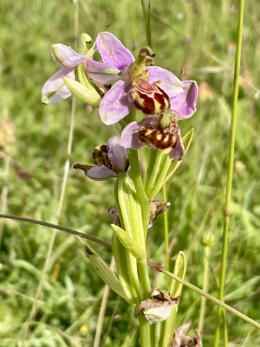 Bee Orchid