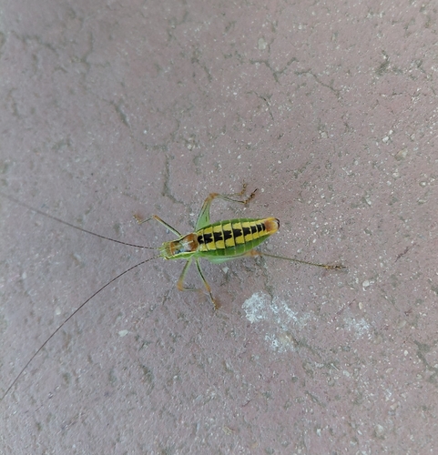 Ionian Bright Bush-Cricket