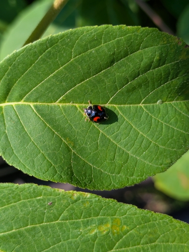 Asian Lady Beetle