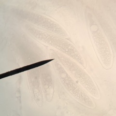 Pertusaria sinusmexicani