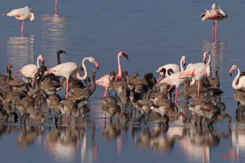 Lesser Flamingo
