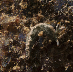 Thuridilla carlsoni