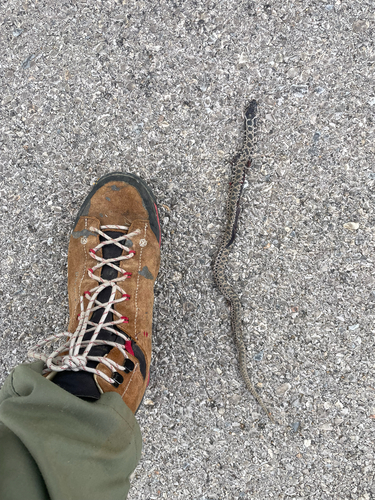 Levant Rat Snake