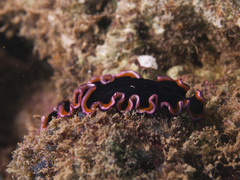 Pseudobiceros gloriosus