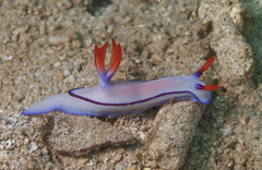 Hypselodoris brycei