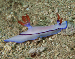 Hypselodoris brycei