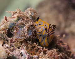 Halgerda maricola