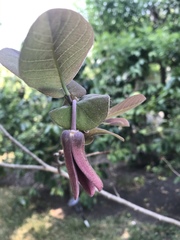 Annona macroprophyllata