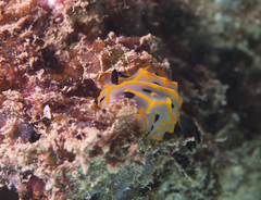 Halgerda maricola