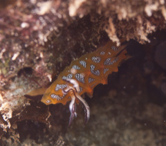 Halgerda indotessellata