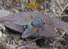 Calliphora augur
