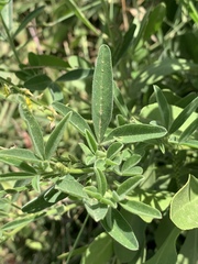 Crotalaria sphaerocarpa sphaerocarpa
