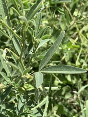 Crotalaria sphaerocarpa sphaerocarpa